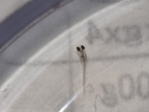 メダカ稚魚誕生