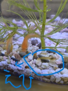 イエローシュリンプ画像